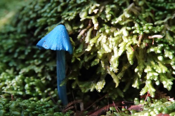 Where to find the Werewere Kōkako, Blue Pinkgill mushroom, in New Zealand South Island