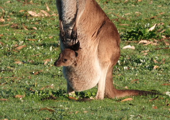 Kangaroo Island in Winter - Baby animals season
