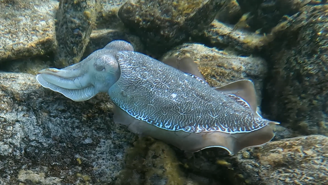 Whyalla Australian Giant Cuttlefish Snorkelling Guide